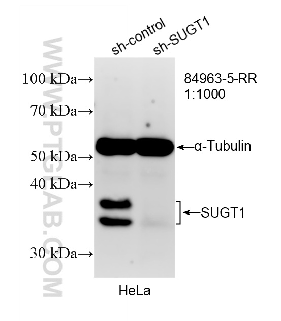 WB analysis of HeLa using 84963-5-RR