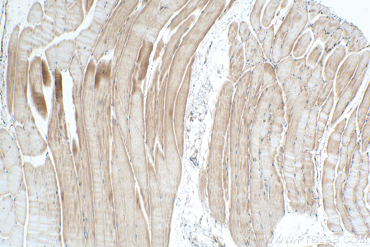 IHC staining of mouse skeletal muscle using 27438-1-AP