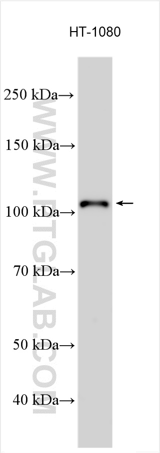 WB analysis using 27438-1-AP