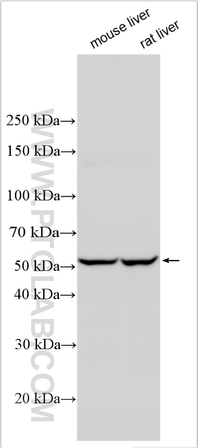 WB analysis using 12260-1-AP