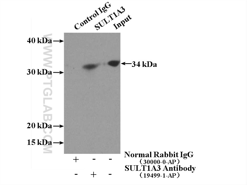 IP experiment of COLO 320 using 19499-1-AP