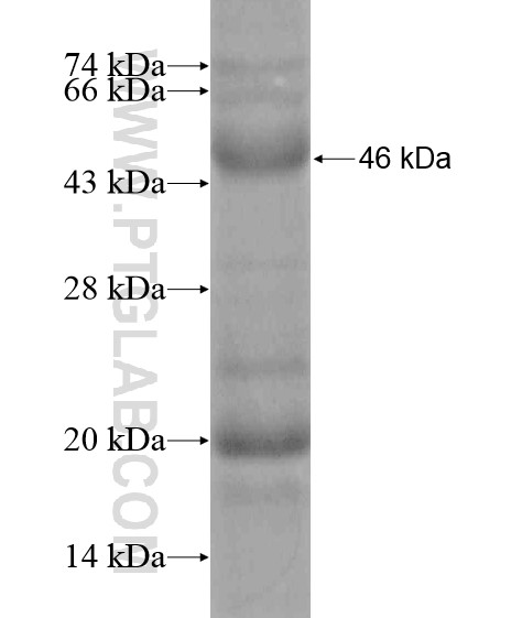 SUMF1 fusion protein Ag20000 SDS-PAGE SUMF1 fusion protein Ag20000 SDS-PAGE