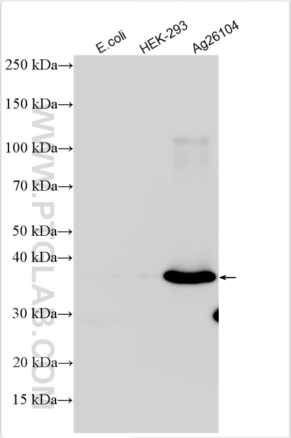 WB analysis using 27205-1-AP