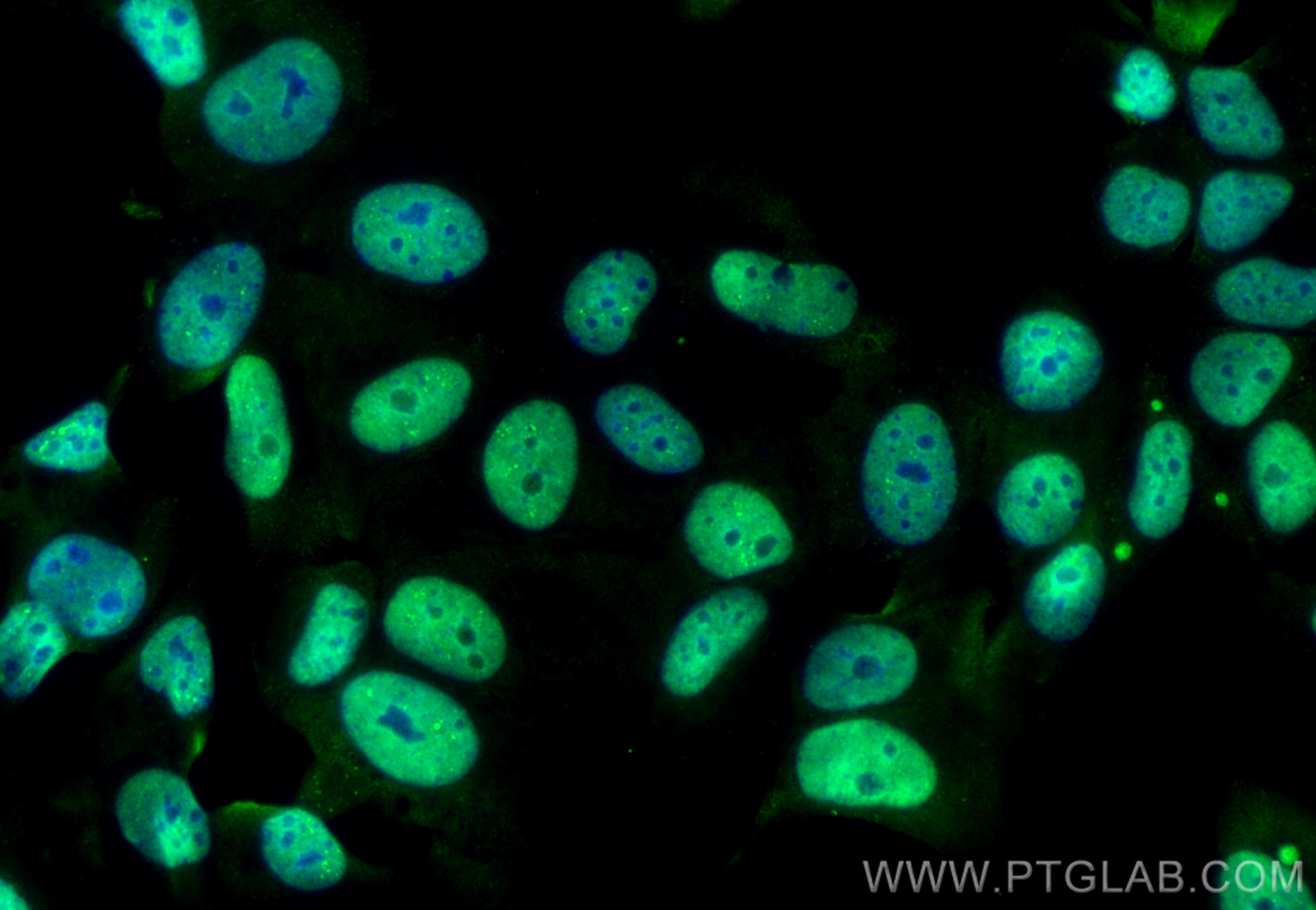 IF Staining of MCF-7 using CL488-67559