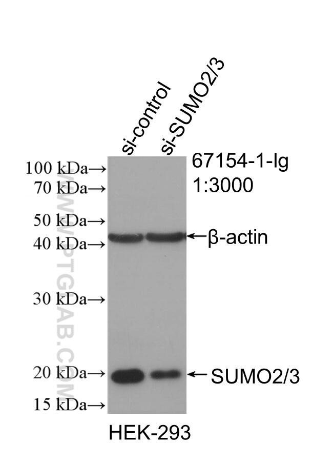 WB analysis of HEK-293 using 67154-1-Ig