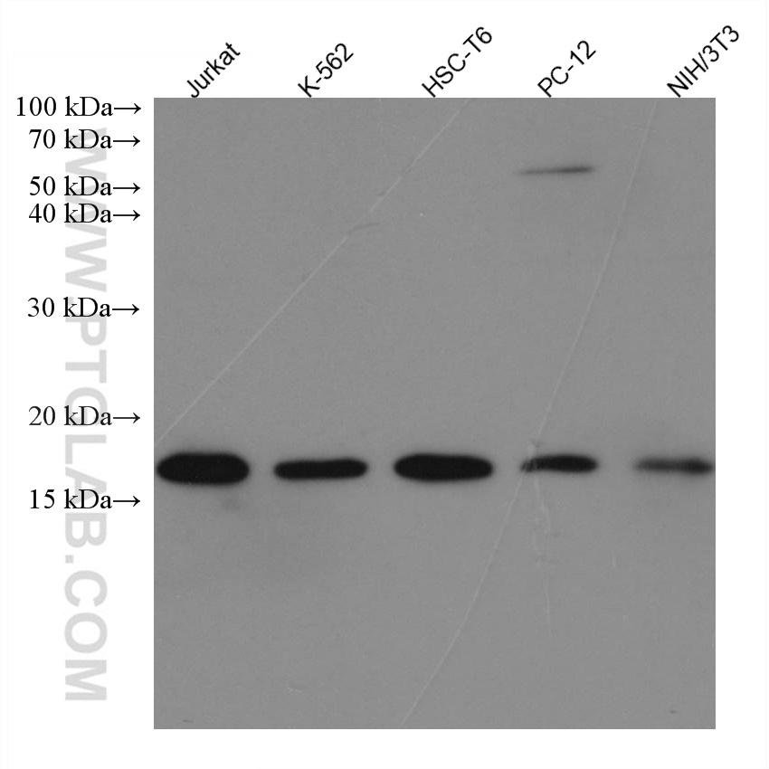 WB analysis using 67154-1-Ig