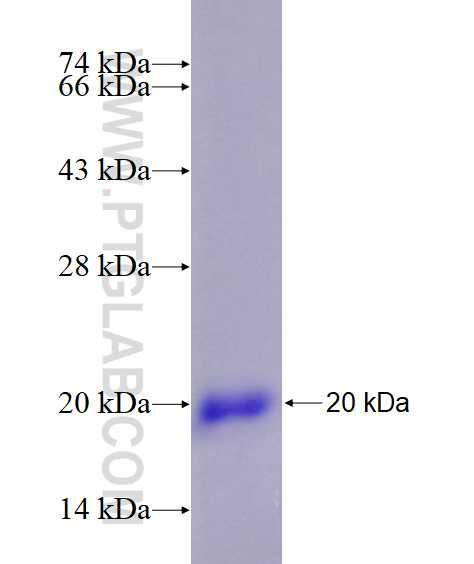 SUMO2/3 fusion protein Ag28672 SDS-PAGE