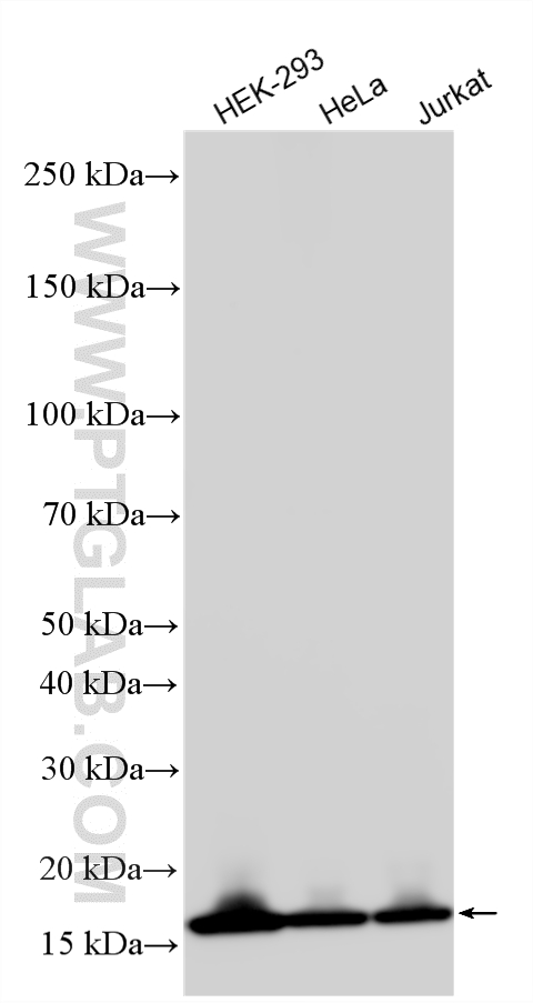WB analysis using 10947-1-AP WB analysis using 10947-1-AP