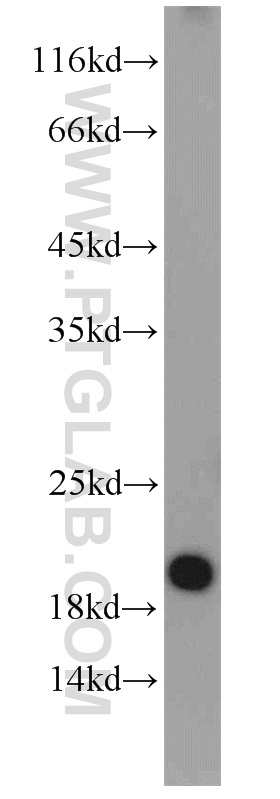 WB analysis of HEK-293 using 10947-1-AP