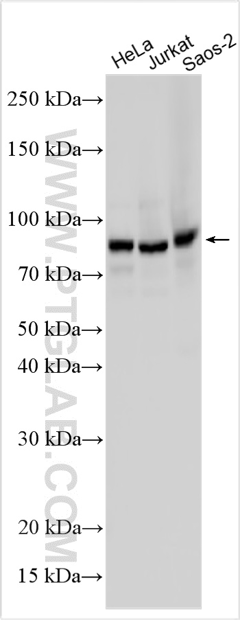 Various lysates were subjected to SDS PAGE followed by western blot with 27556-1-AP (SUN2 antibody) at dilution of 1:10000 incubated at room temperature for 1.5 hours. WB analysis using 27556-1-AP