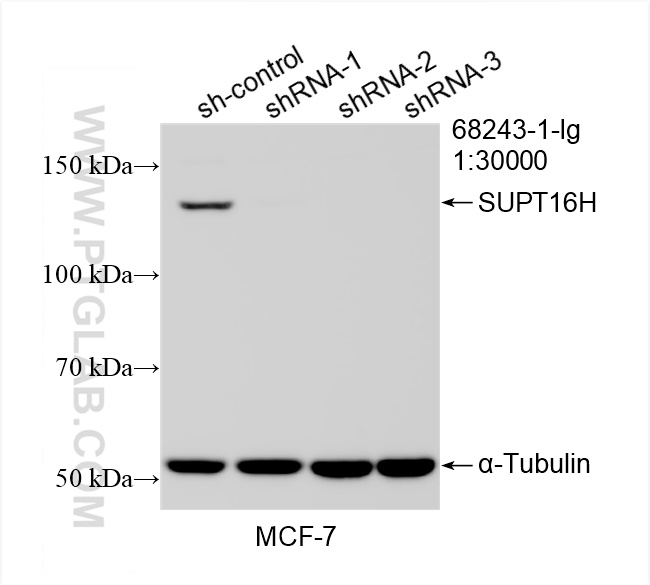 WB analysis of MCF-7 using 68243-1-Ig