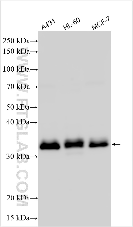 WB analysis using 14279-1-AP