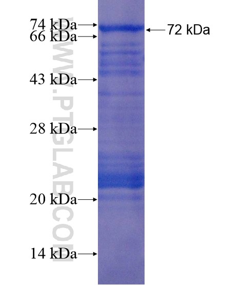 SUPT7L fusion protein Ag22264 SDS-PAGE