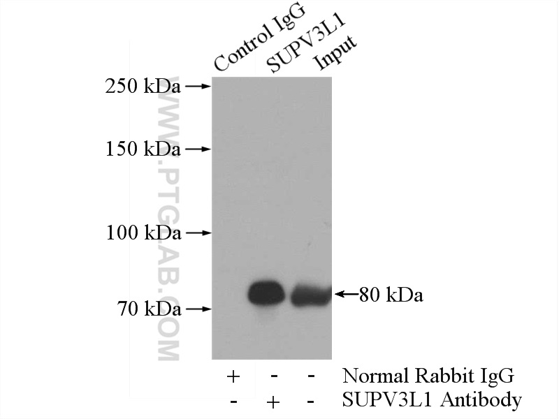 SUPV3L1