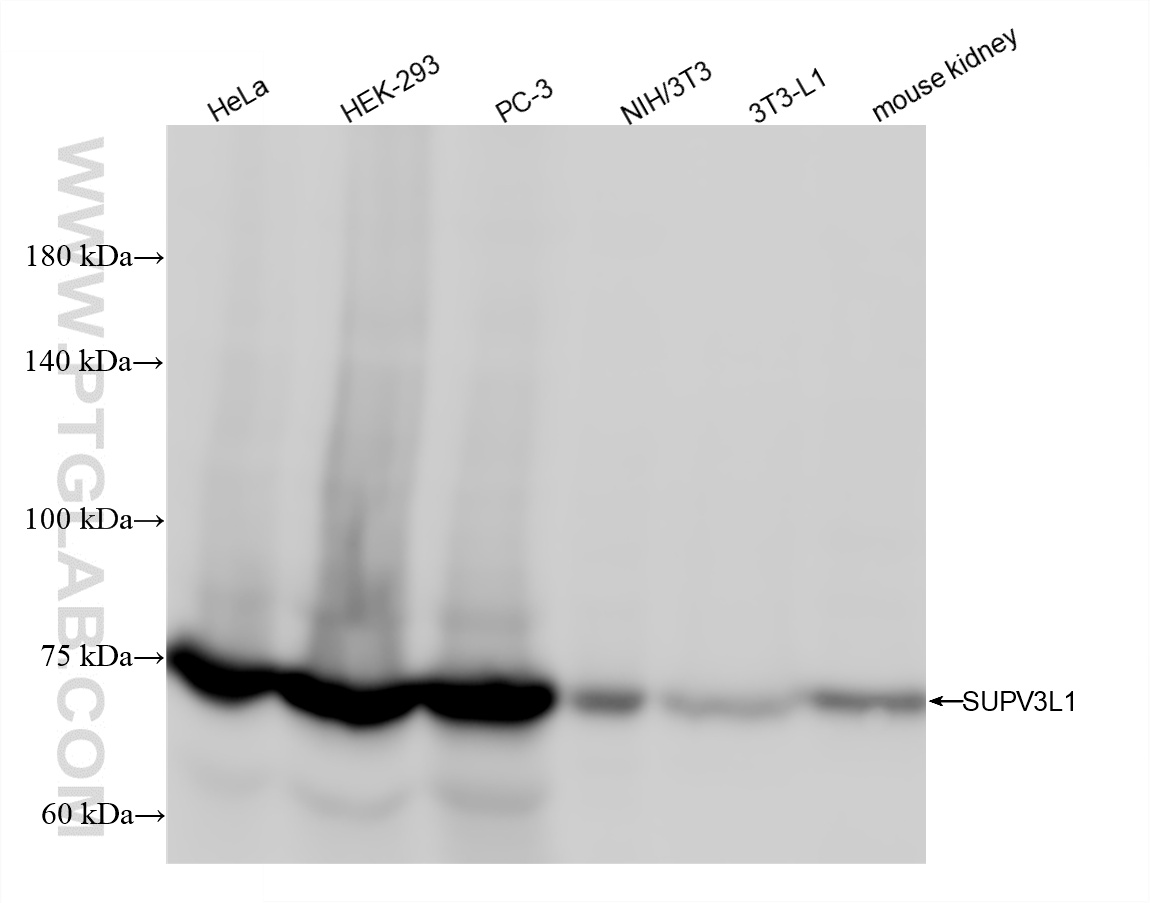 WB analysis using 86706-1-RR (same clone as 86706-1-PBS)