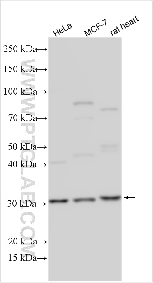 WB analysis using 15379-1-AP