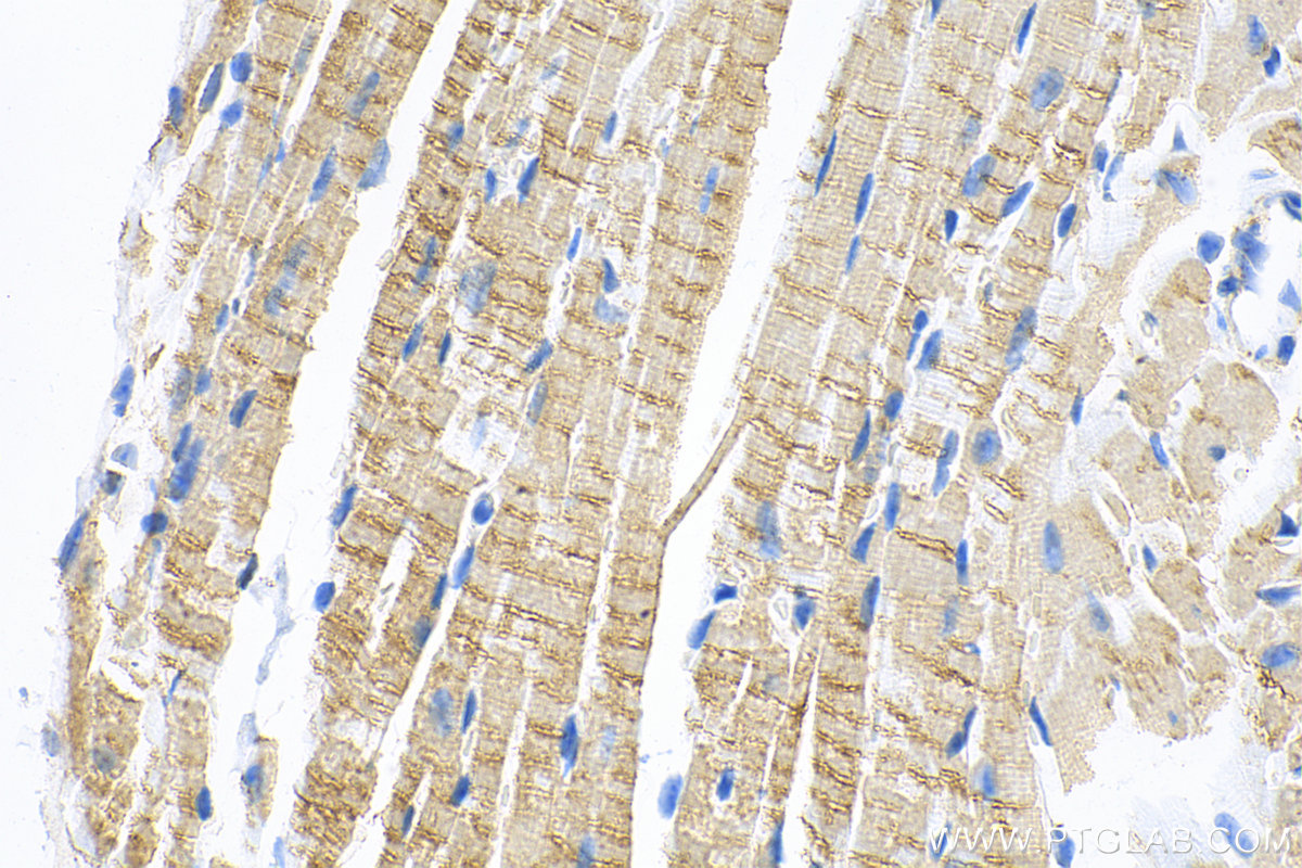 IHC staining of mouse heart using 83052-5-RR