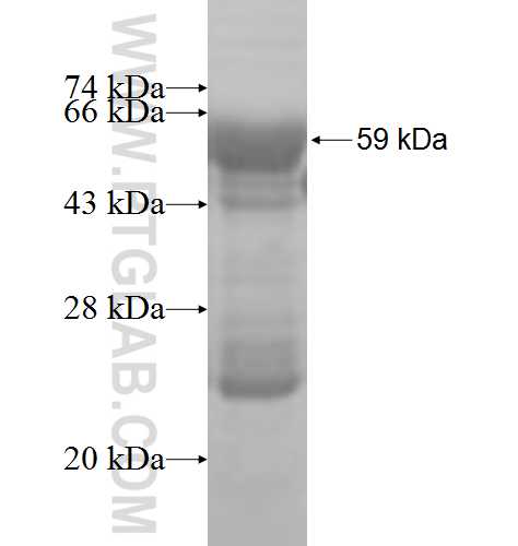 SURF1 fusion protein Ag3959 SDS-PAGE