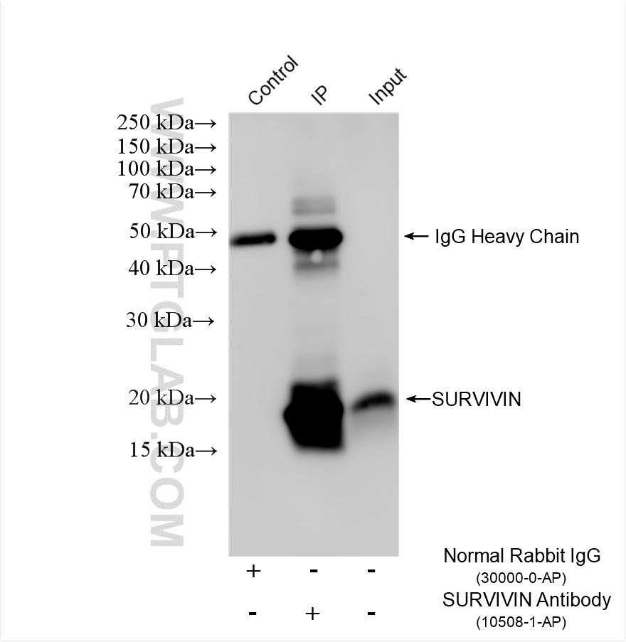 IP result of anti-SURVIVIN (IP:10508-1-AP, 5ug; Detection:10508-1-AP 1:1500) with Jurkat cells lysate 1800 ug. IP experiment of Jurkat using 10508-1-AP