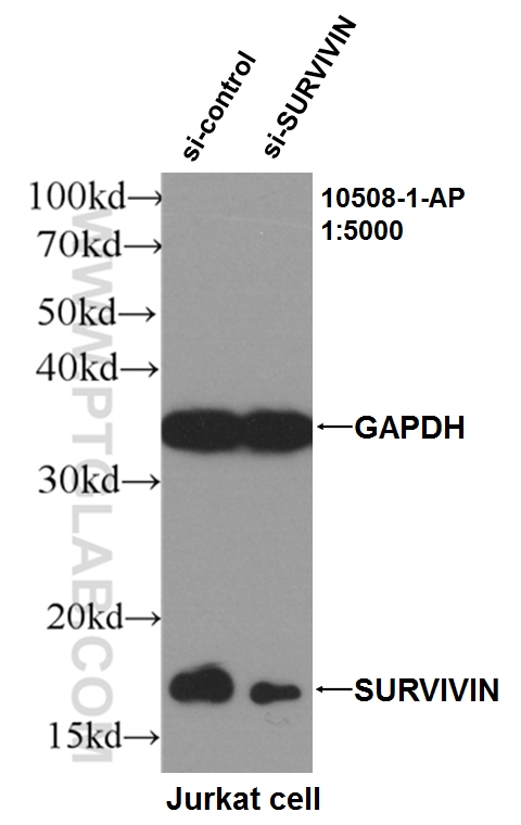 SURVIVIN Polyclonal antibody