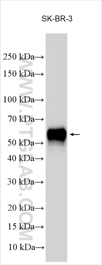 WB analysis using 30711-1-AP