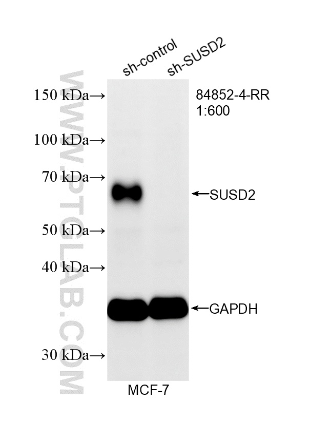WB analysis of MCF-7 using 84852-4-RR WB analysis of MCF-7 using 84852-4-RR