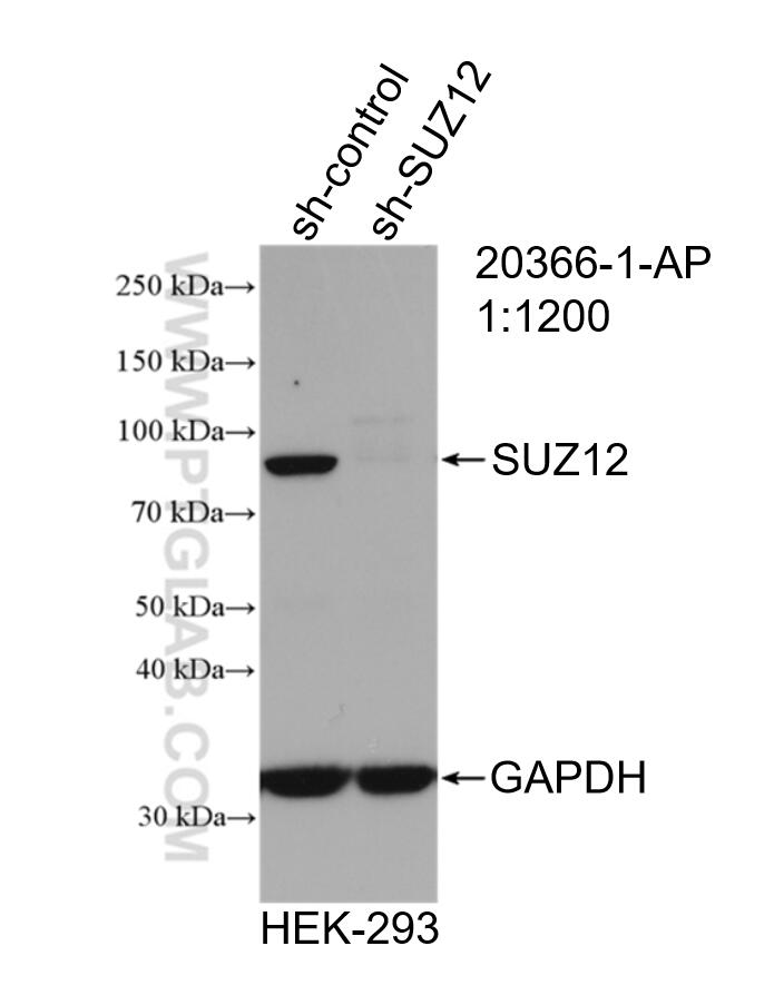 WB analysis of HEK-293 using 20366-1-AP