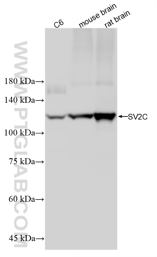 WB analysis using 88136-1-RR