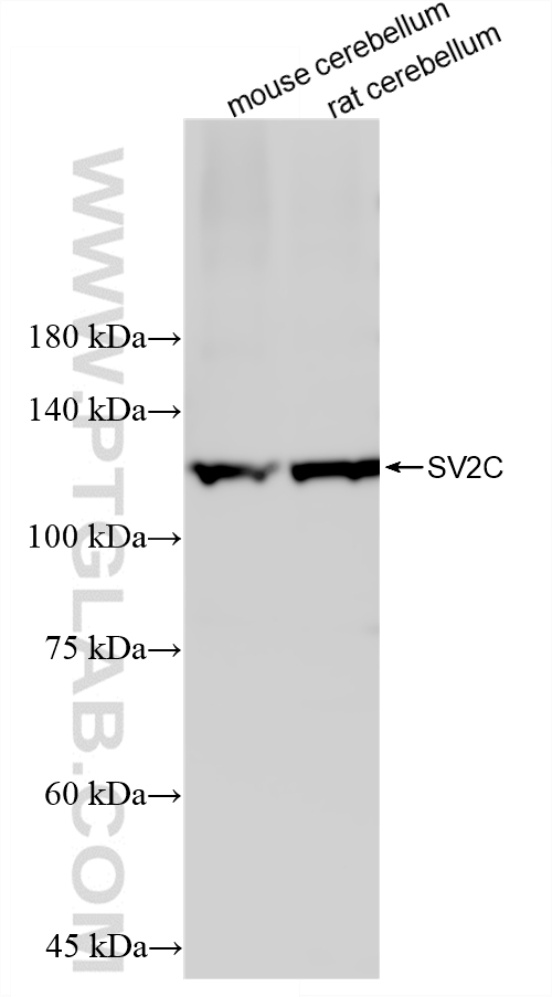 WB analysis using 88136-1-RR