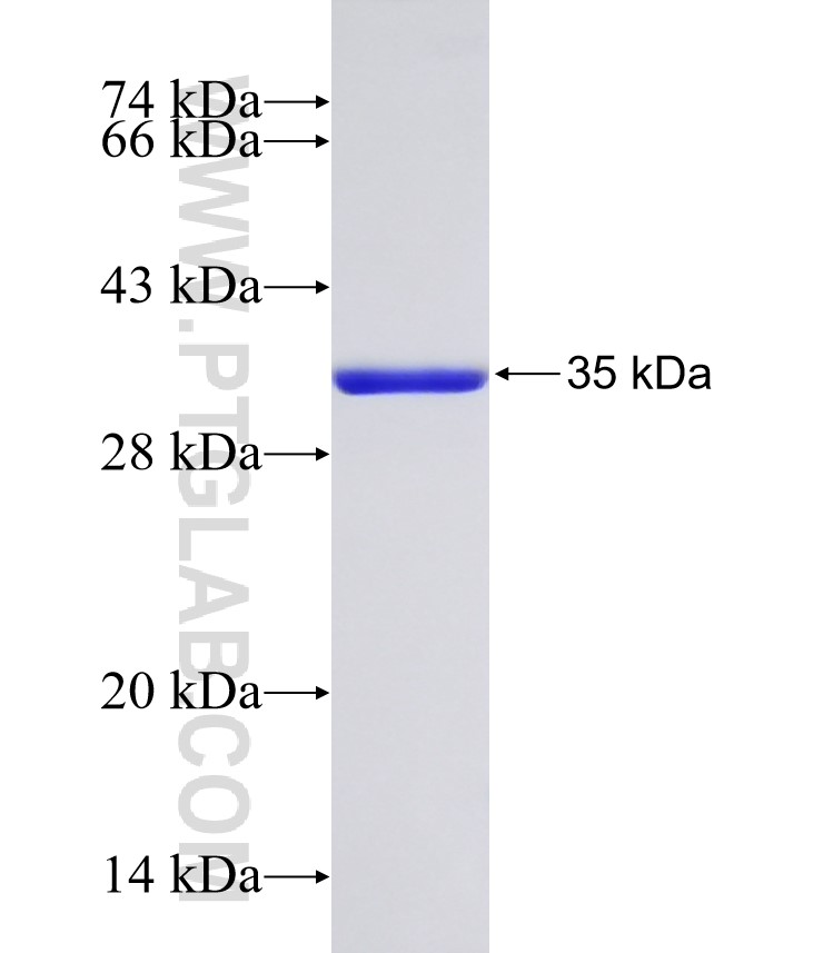 SV2C fusion protein Ag32318 SDS-PAGE