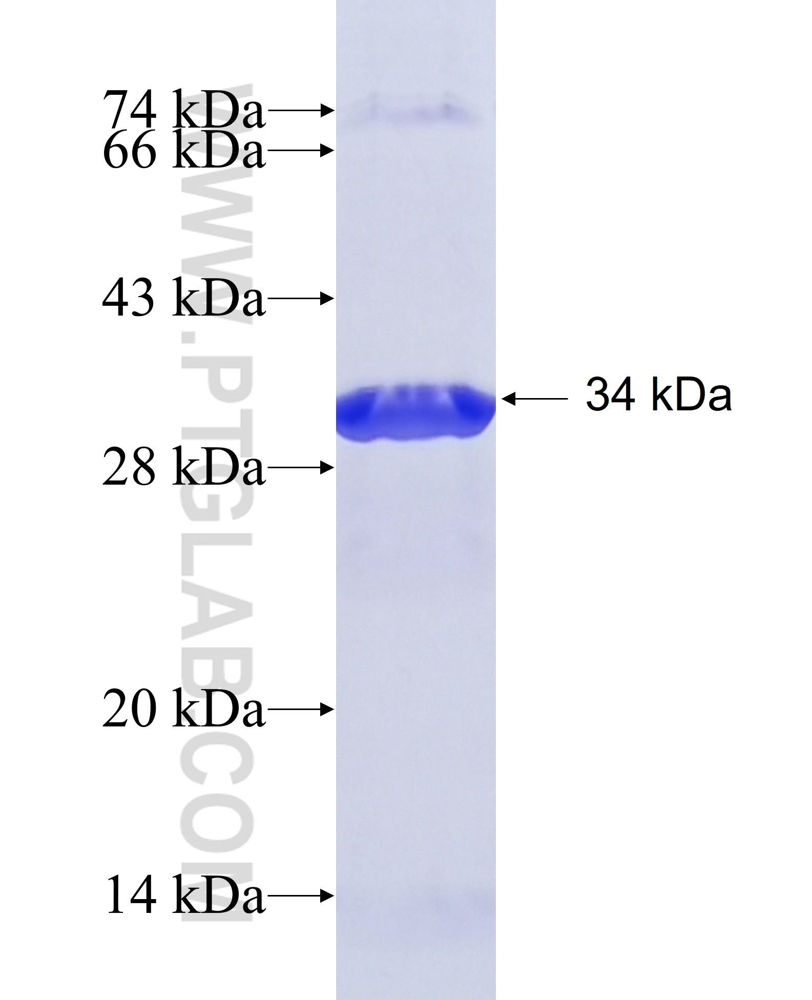 SV2C fusion protein Ag15745 SDS-PAGE