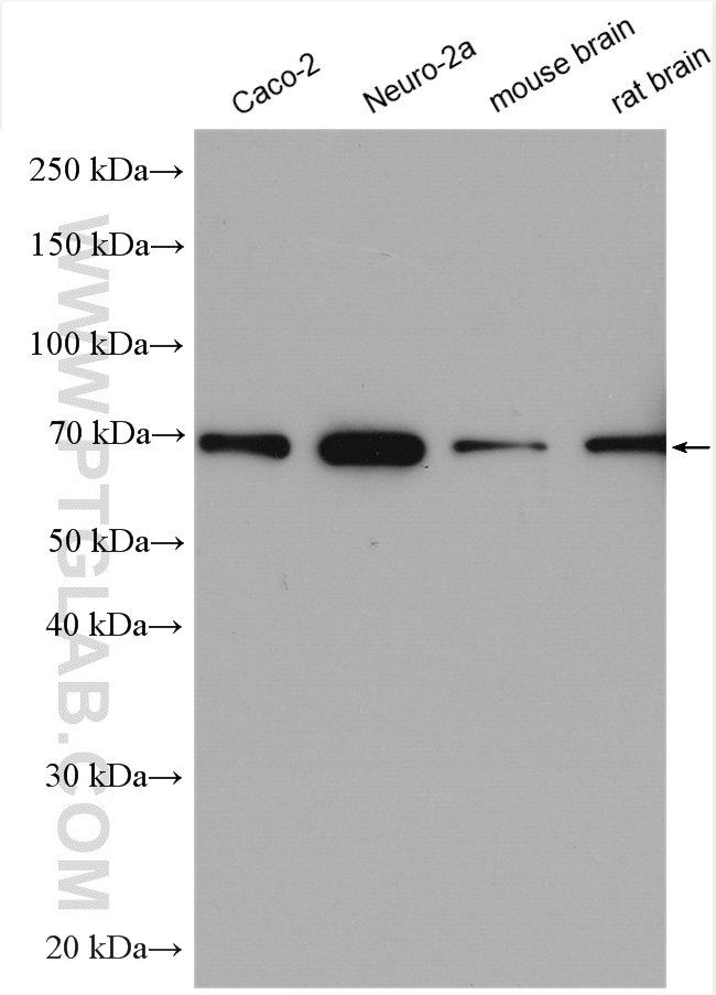 WB analysis using 27019-1-AP