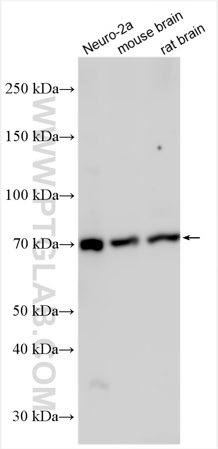 WB analysis using 27019-1-AP