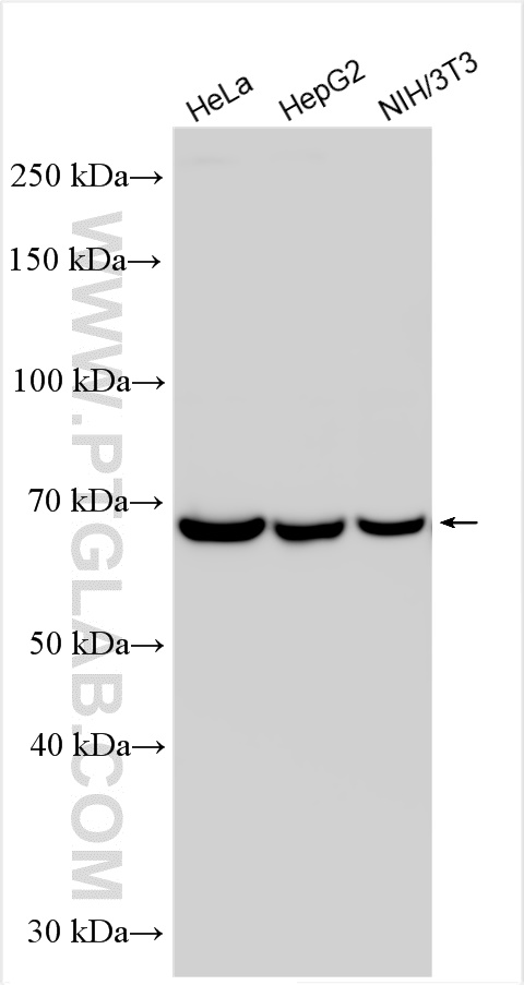 WB analysis using 31042-1-AP