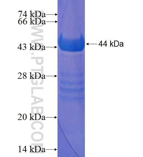 SYCE1 fusion protein Ag1527 SDS-PAGE