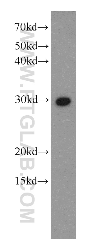 WB analysis of HEK-293 using 16958-1-AP