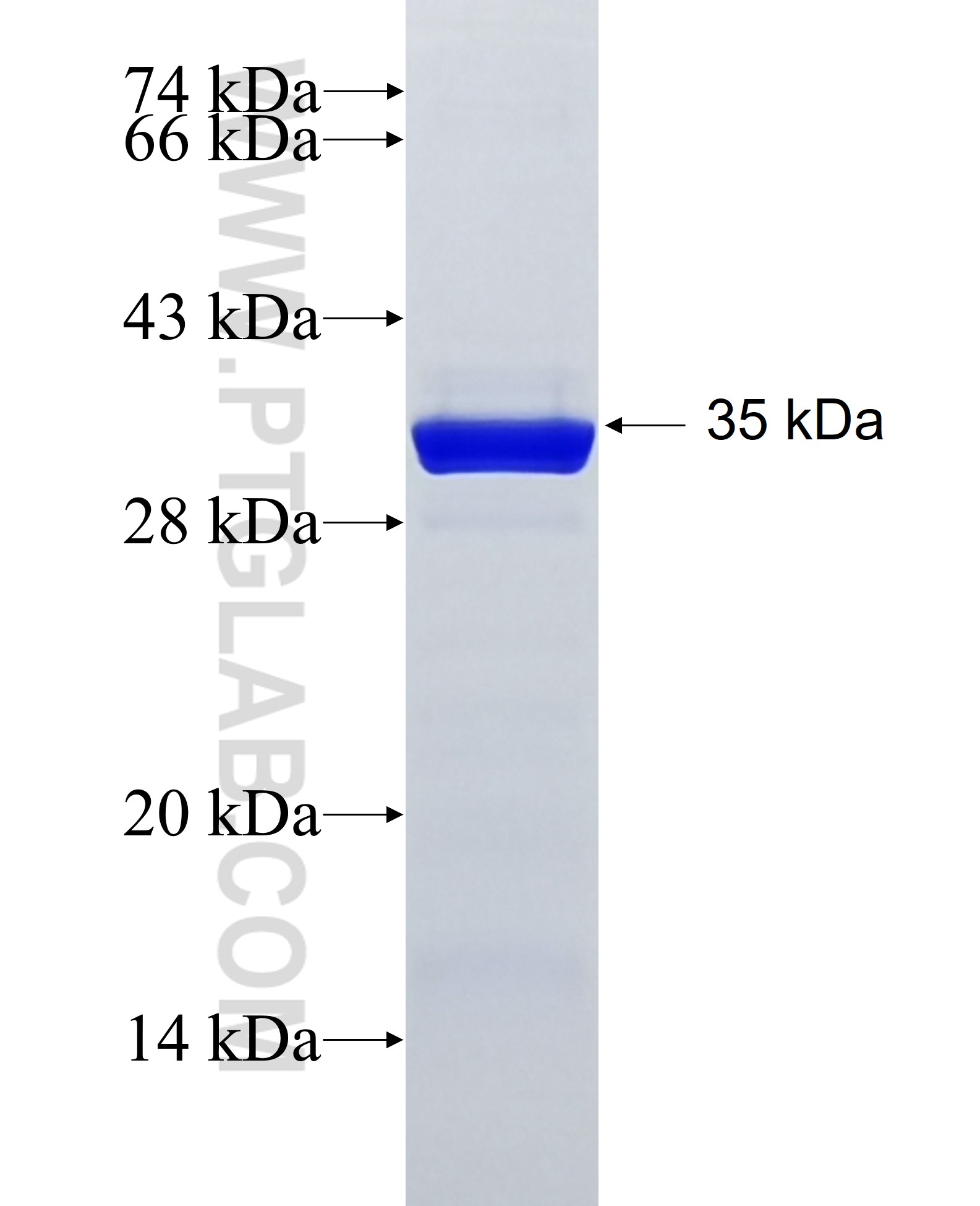 SYF2 fusion protein Ag10656 SDS-PAGE