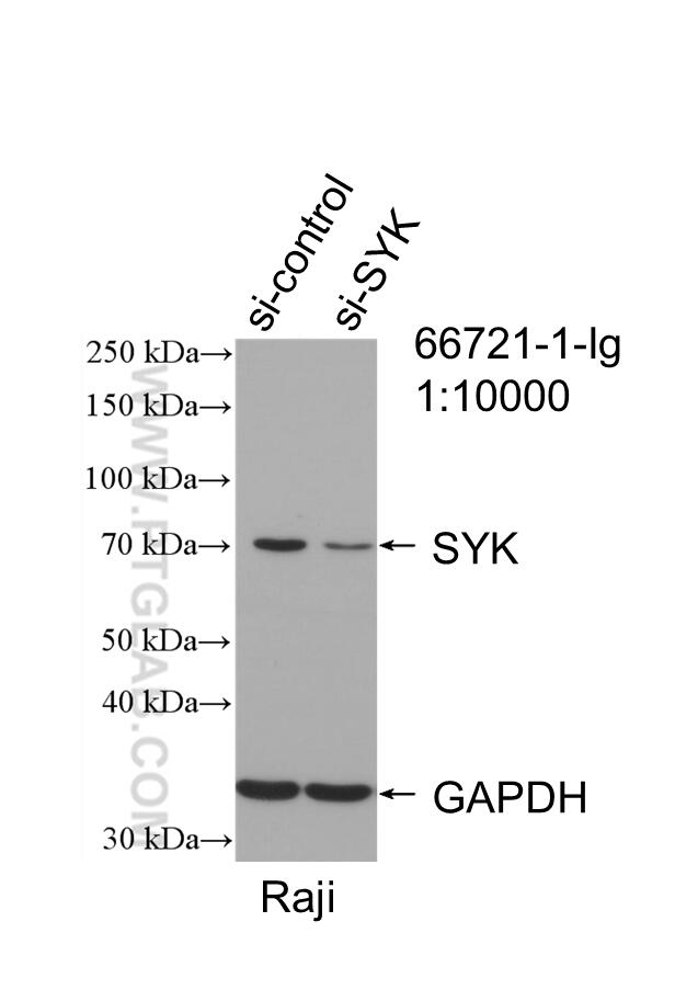 WB analysis of Raji using 66721-1-Ig