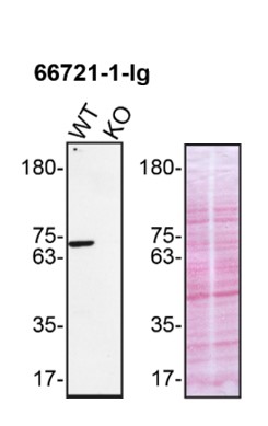 WB analysis of THP-1 using 66721-1-Ig
