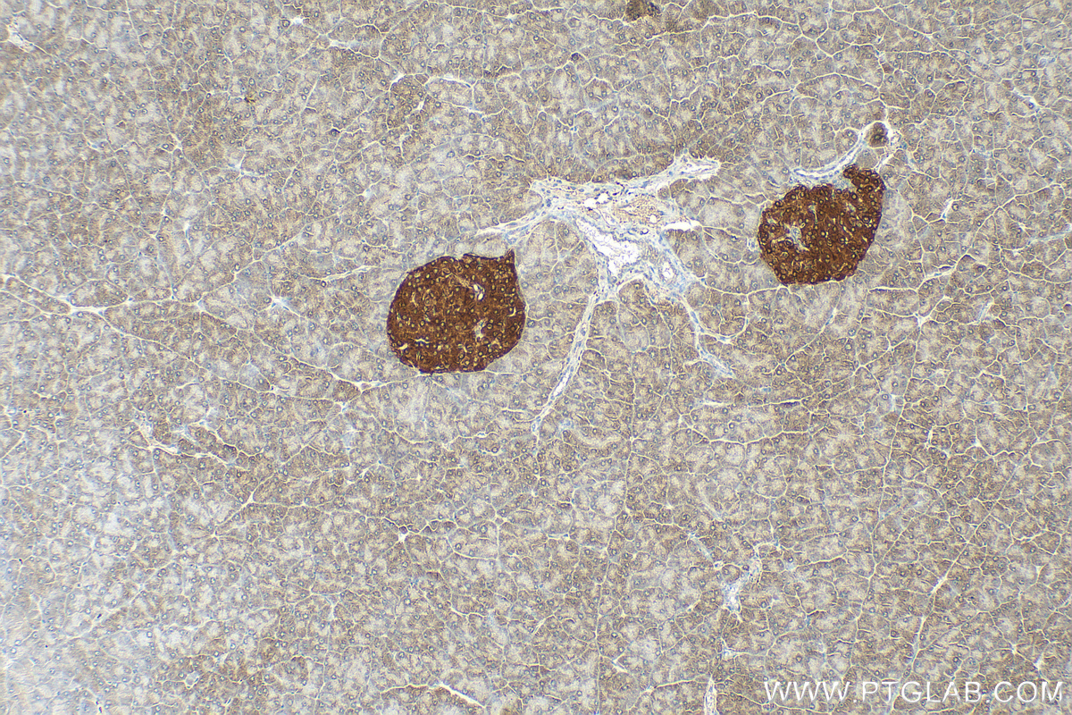 IHC staining of mouse pancreas using 30549-1-AP