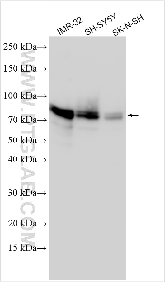 WB analysis using 30549-1-AP