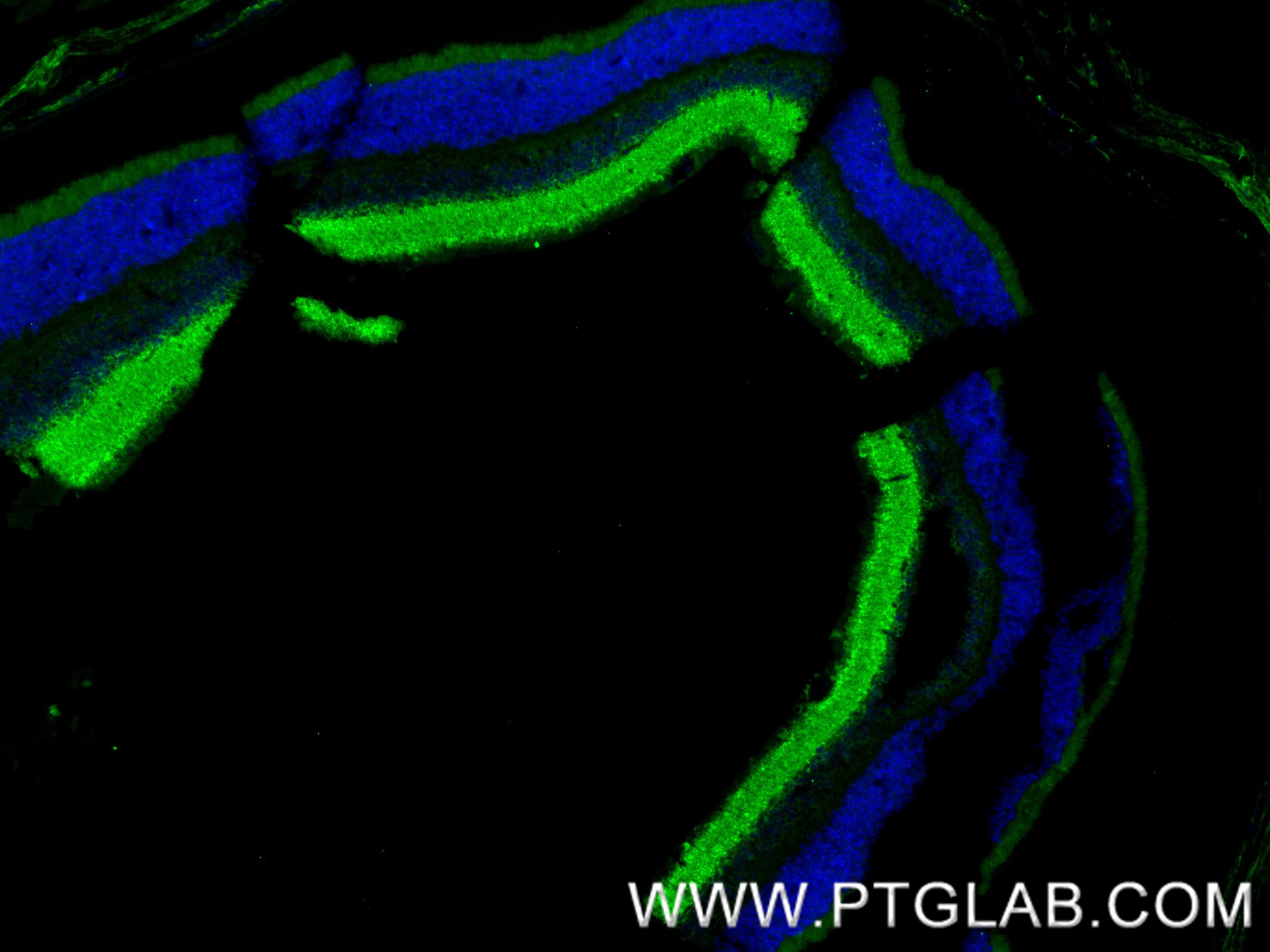 IF Staining of mouse retina using 85360-1-RR (same clone as 85360-1-PBS)