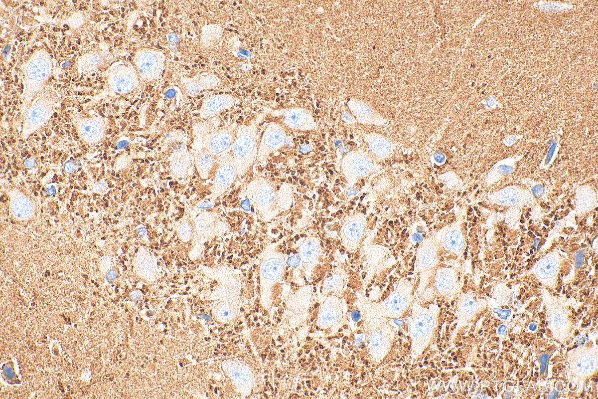 Immunohistochemical analysis of paraffin-embedded rat brain tissue slide using 16573-1-AP (SYN2 antibody) at dilution of 1:600 (under 40x lens). Heat mediated antigen retrieval with Tris-EDTA buffer (pH 9.0). IHC staining of rat brain using 16573-1-AP