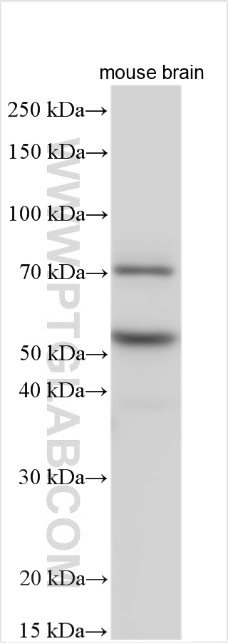 WB analysis using 16573-1-AP