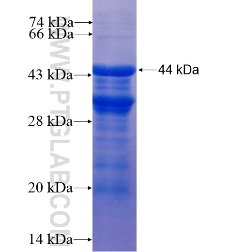 SYN2 fusion protein Ag10077 SDS-PAGE SYN2 fusion protein Ag10077 SDS-PAGE