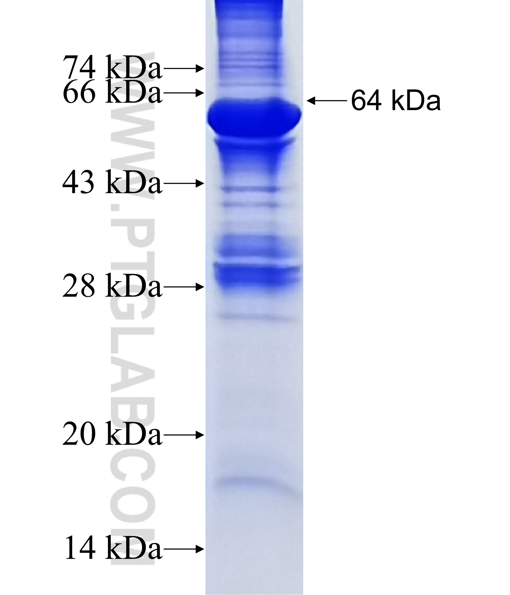 SYN3 fusion protein Ag12329 SDS-PAGE SYN3 fusion protein Ag12329 SDS-PAGE