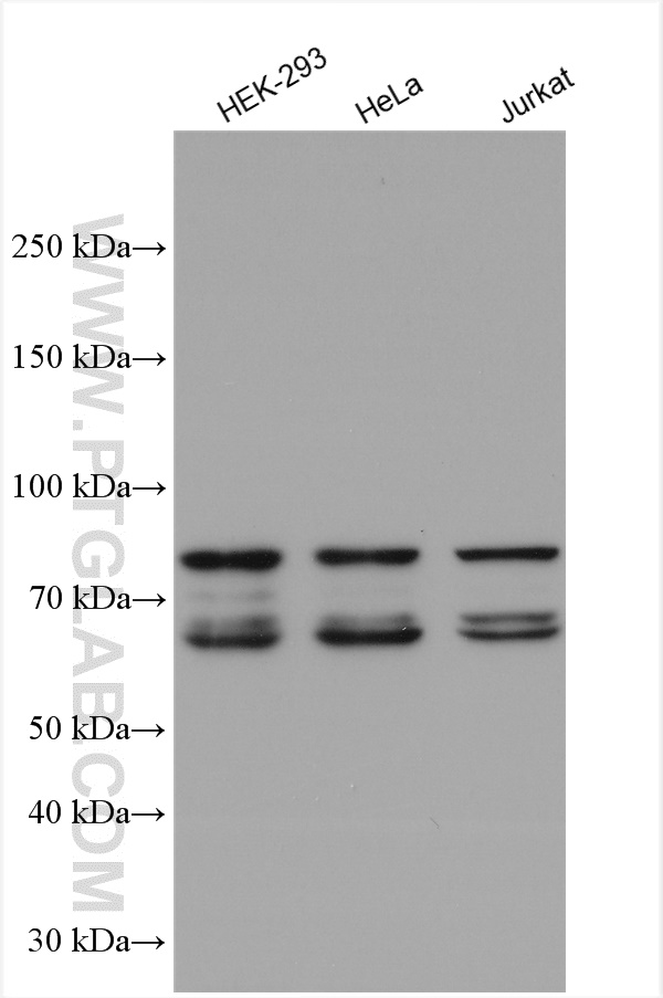 WB analysis using 14024-1-AP