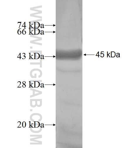 SYNCRIP fusion protein Ag5167 SDS-PAGE