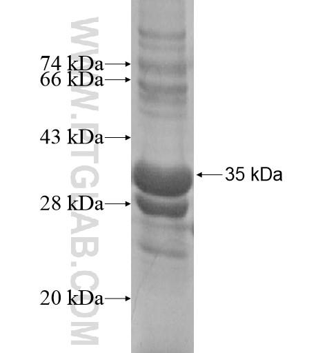 SYNGR4 fusion protein Ag15662 SDS-PAGE SYNGR4 fusion protein Ag15662 SDS-PAGE
