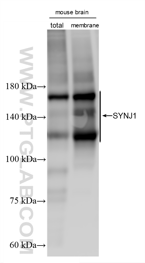 WB analysis using 87620-3-RR WB analysis using 87620-3-RR